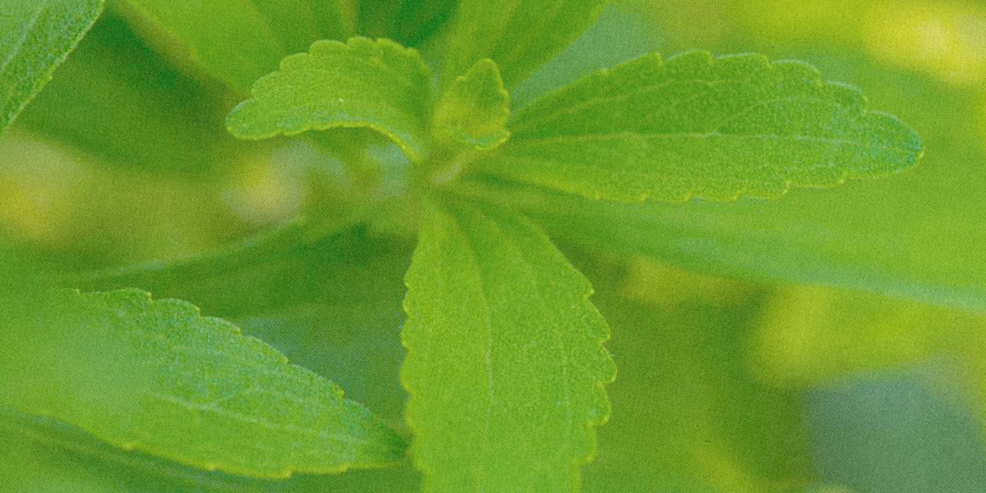 Steviol Glycosides (Stevia)
